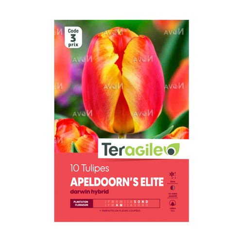 BULBES DE TULIPES 'APELDOORN'S ELITE' DARWIN HYBRID - TERAGILE® - X10