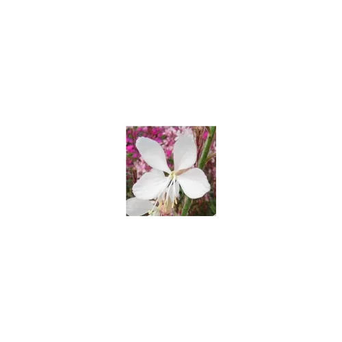 Pratique jardin：Gaura Lindheimeri - Le pot de 2 litres