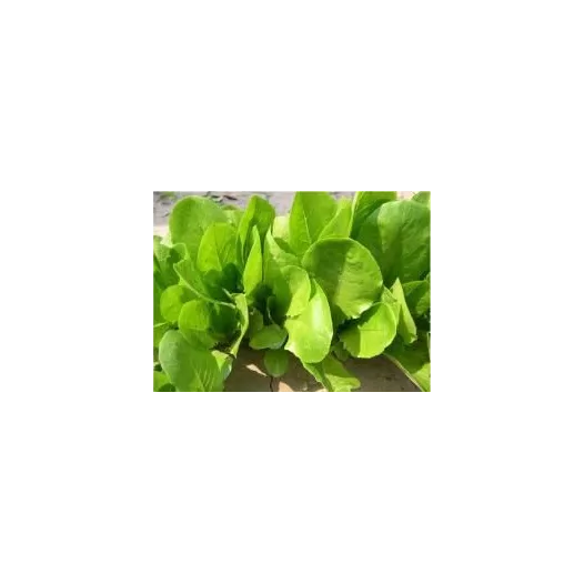 Biologische zaden van Snijsla Winterse Groene