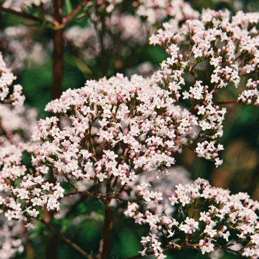 Valériane officinale | Graines bio et reproductibles de Fleurs