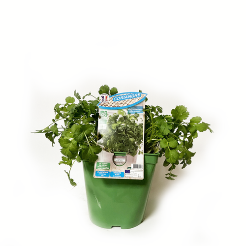 CORIANDRE BIO - POT DE 2,5L