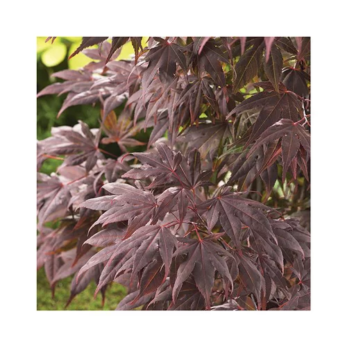 Une idée pratique pour l’extérieur：Erable du Japon (ACER PALMATUM ATROPURPUREUM ) Le pot de 7 litres