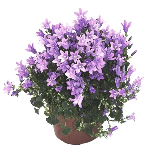Pour compléter vos extérieurs：Campanula Get Me bleue - Le pot de 10.5 cm