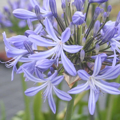 Jardin & nature：Agapanthe (tubéreuse) à fleurs bleues - Le pot de 10 litres