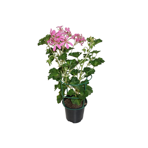GÉRANIUM 'ROI DES BALCON' - POT Ø14CM