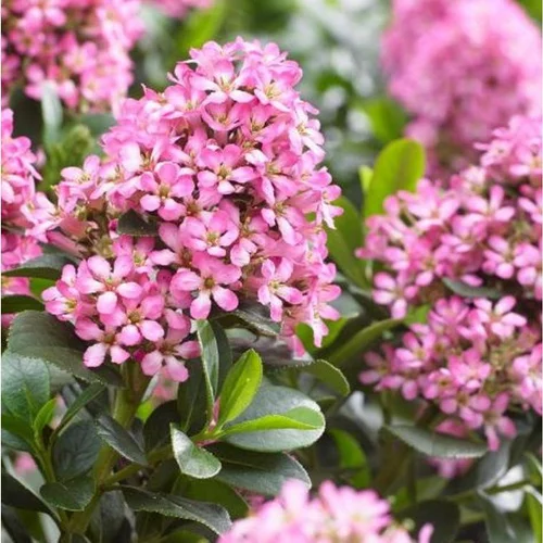 Tout pour le jardin：Escallonia Laevis Pink Elle. Le pot de 4 litres