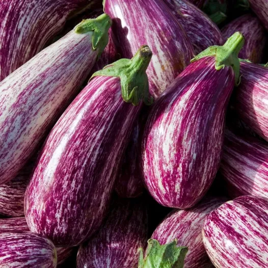 Semences bio d'Aubergine Listada de Gandia