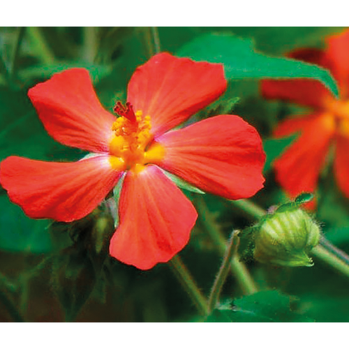 OEIL DE PAON FLAMBOYANT - POT DE 3L