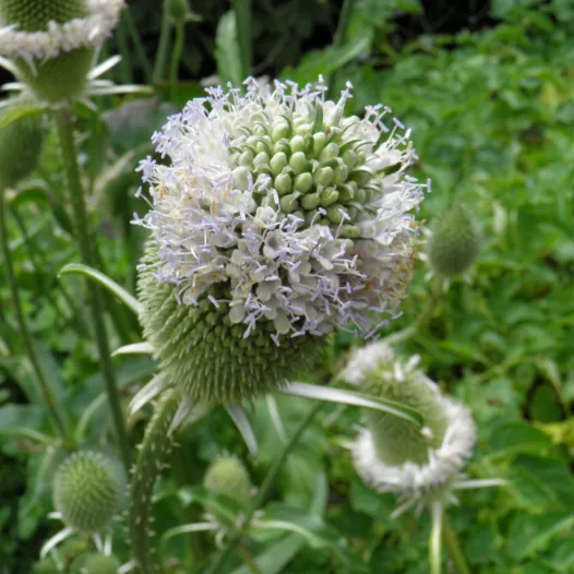 Cardère | Semences de fleurs bio et reproductibles