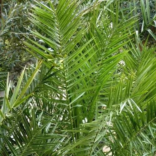 Pour aménager vos extérieurs：Phoenix Canariensis vert ou Dattier des Canaries 80/100 cm. Le pot de 7 litres