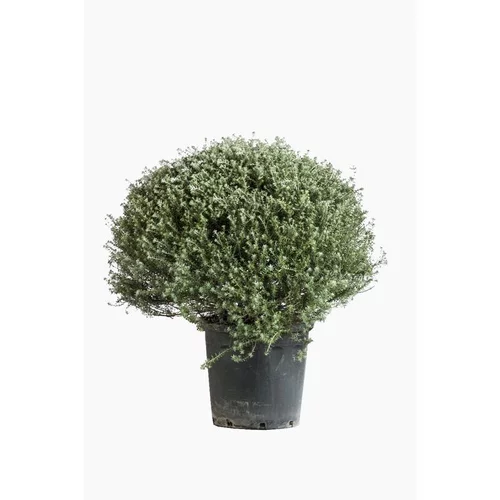 Pour équiper vos extérieurs:Westringia Fructicosa (Romarin d’Australie) boule en pot de 30 L bleu