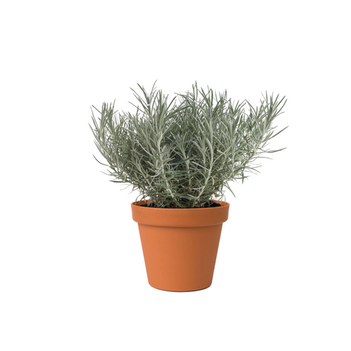 PLANTE À CURRY (HELICHRYSUM ITALICUM) - ∅18CM