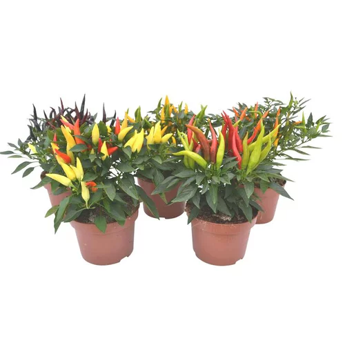 Pour mieux aménager vos extérieurs：Piment décoratif - Le pot de 1 litre