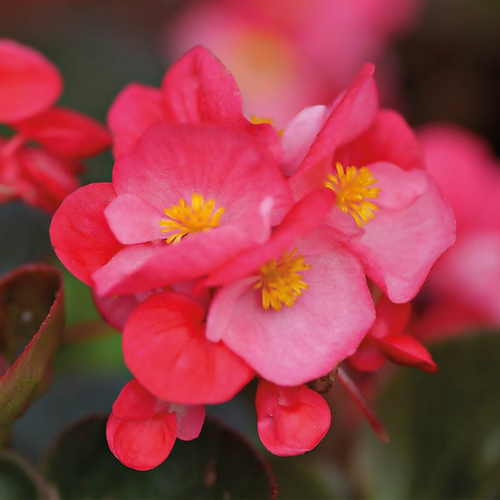 BEGONIA DRAGON WING - POT ∅13CM