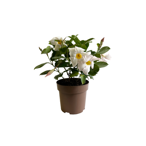 DIPLADENIA MIX - POT ⌀14CM