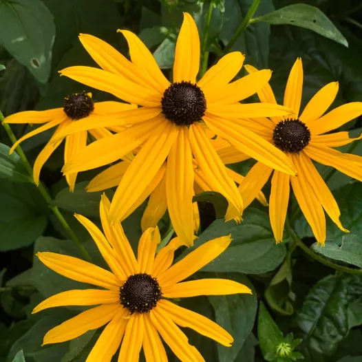 Bio zaden van Rudbeckia jaarlijks