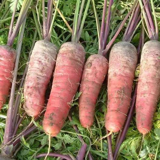 Semences bio de Carotte violette "rouge sang"