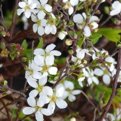 Confort nature：Pommier à fleurs ½ tige (Malus Everest) 90/100. Le pot de 10 litres