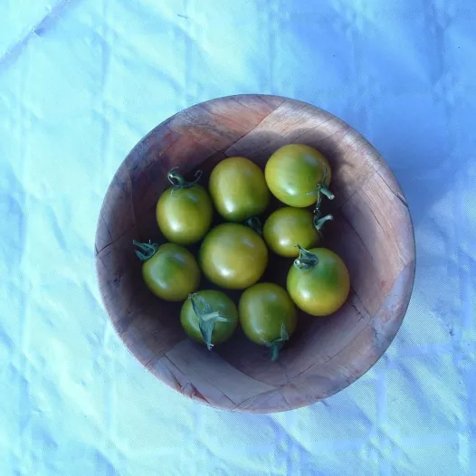 Tomate cerise Raisin Vert | Semences bio et reproductibles