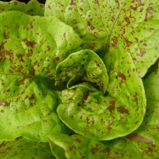 Graines bio de Laitue romaine Queue de Truite (Chicon Panaché)