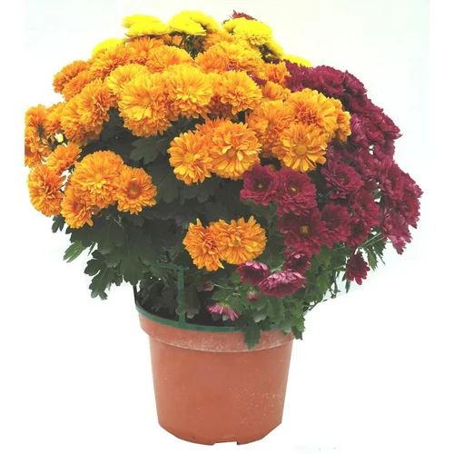 Mon jardin：Marguerite d’automne ou chrysanthème Arlequin - Le pot de 3 litres