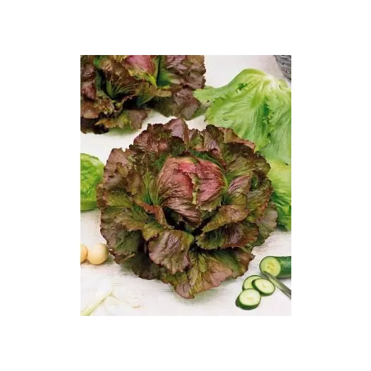 Bio zaden Bataviasla Rouge Grenobloise