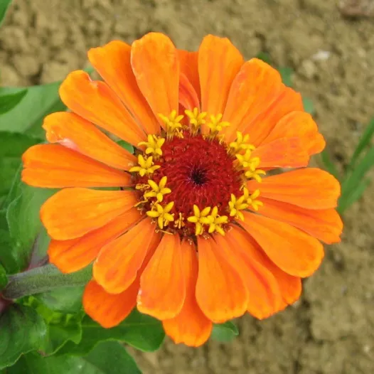 Bio zaden van Zinnia grote bloemen