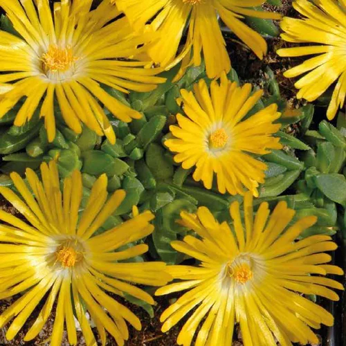 Style jardin：Delosperma Congestum jaune - Le pot de 9 x 9 cm
