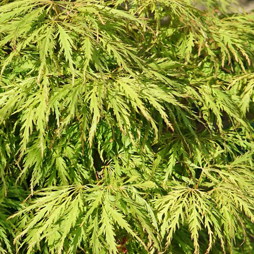 ACER PALMATUM DISSECTUM - ÉRABLE DU JAPON 'GREEN GLOBE' - POT DE 3L