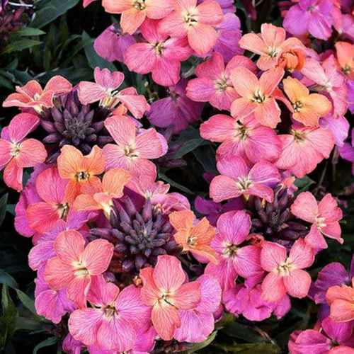 FAUSSE GIROFLÉE - WINTER POWER - POT 2L