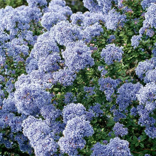 Jardin à vivre：Ceanothe CONCHA (CEANOTHUS CADUQUE ARBUSTIVE) Le pot de 4 litres