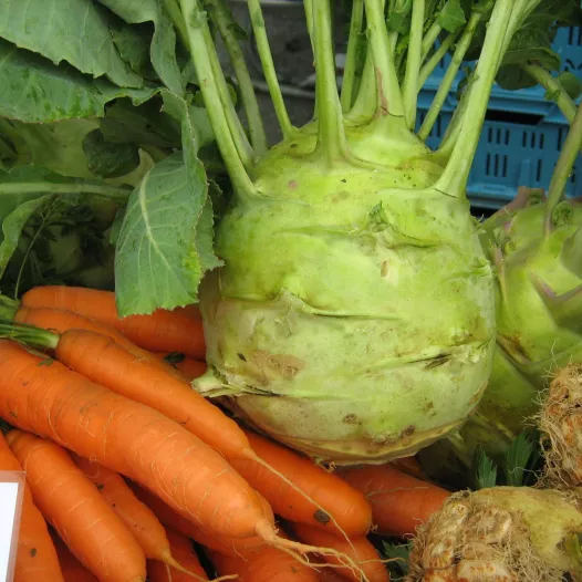 Bio zaden van Koolrabi Superschmelz