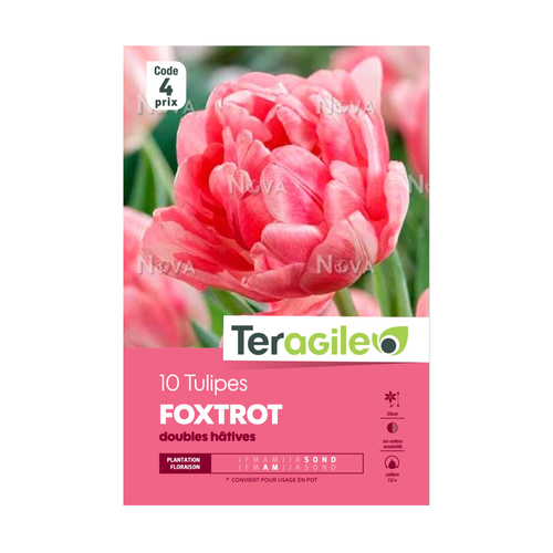 BULBES DE TULIPES 'FOXTROT' DOUBLES HÂTIVES - TERAGILE® - X10