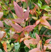 Les essentiels du jardin：Bambou céleste (NANDINA DOMESTICA) Le pot de 10 litres