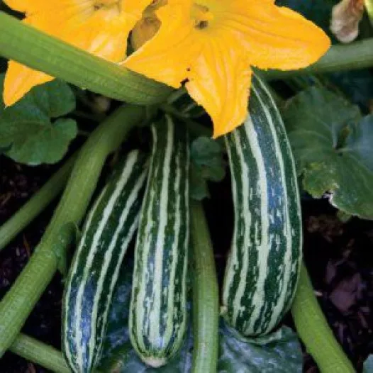 Graines bio de Courgette Cocozelle de Tripolis