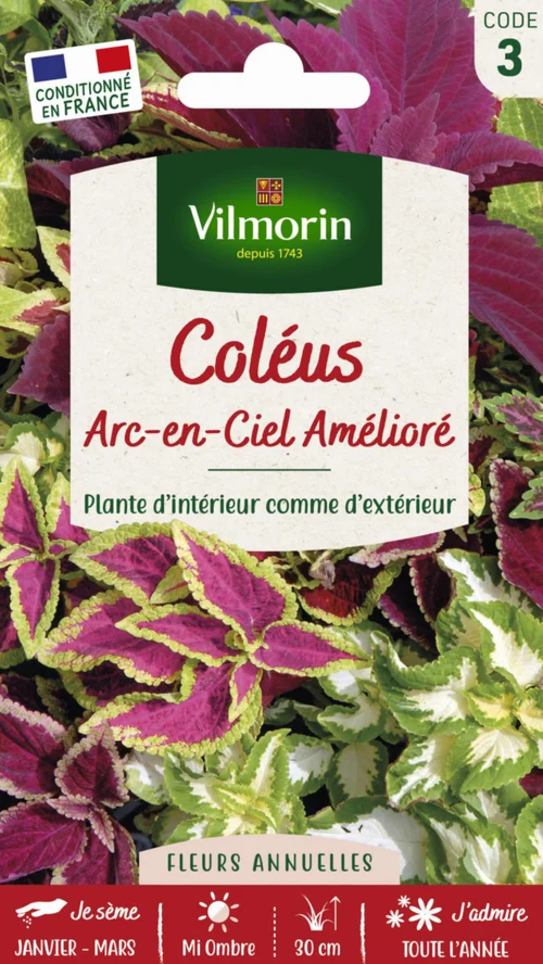 Un atout pour le jardin：Graines de Coléus Arc en ciel amélioré Vilmorin - graines à semer