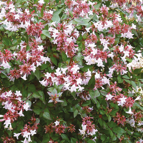 ABELIA À GRANDES FLEURS - POT DE 5L - H60/80CM
