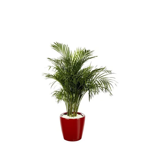 Sélection jardin：Areca lutescens et son pot Classico premium Ø 35 rouge
