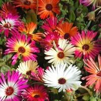 Une idée maline pour le jardin：Ficoide Lampranthus - Le pot de 2 litres