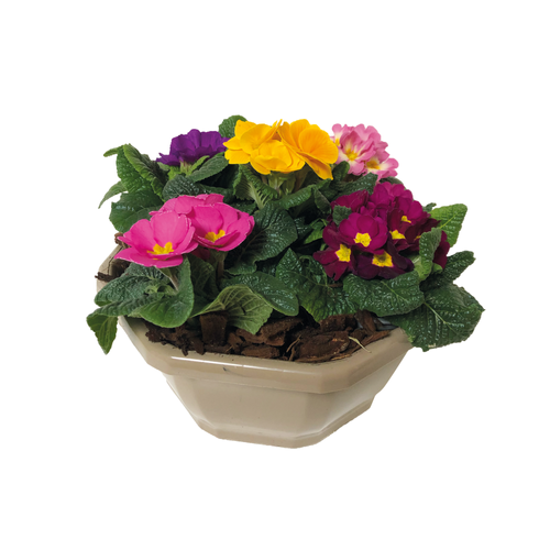 PRIMEVÈRES EN COUPE