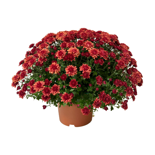 CHRYSANTHÈME - POT DE 4L