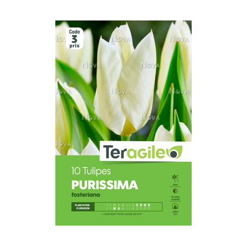 BULBES DE TULIPES 'PURISSIMA' FOSTERIANA - TERAGILE® - X10