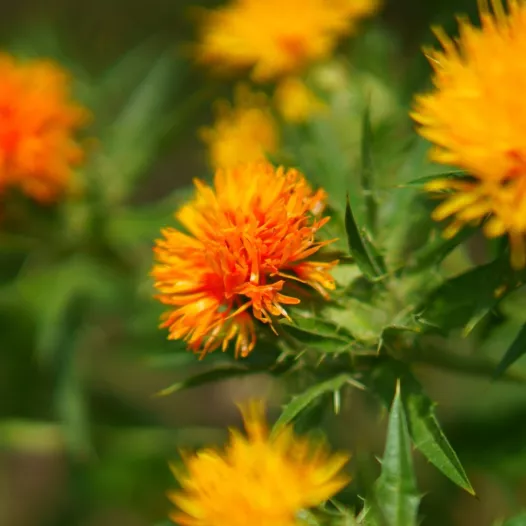 Saffloer | Biologische en zaadvaste bloemenzaden