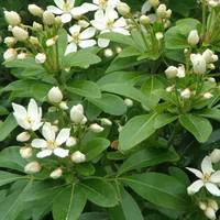 Univers végétal：Oranger du Mexique en pot de 5 litres