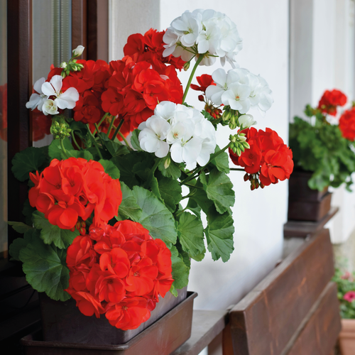 GÉRANIUMS VARIÉS - POT Ø13CM
