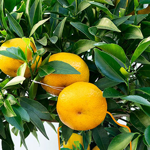 MANDARINIER (CITRUS RETICULATA) - POT DE 5L - 1/4 TIGE