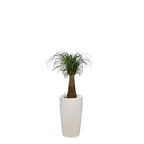 Sélection utile：Beaucarnea tronc droit et son pot Rondo premium Ø 32 blanc