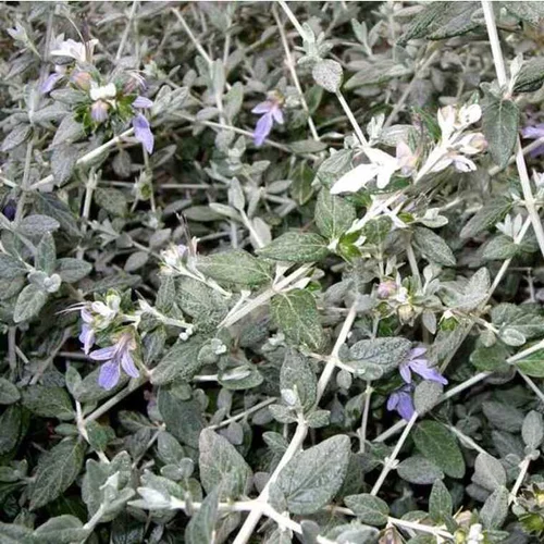 Jardin quotidien:Teucrium (Germandrée) en pot de 10 L bleu