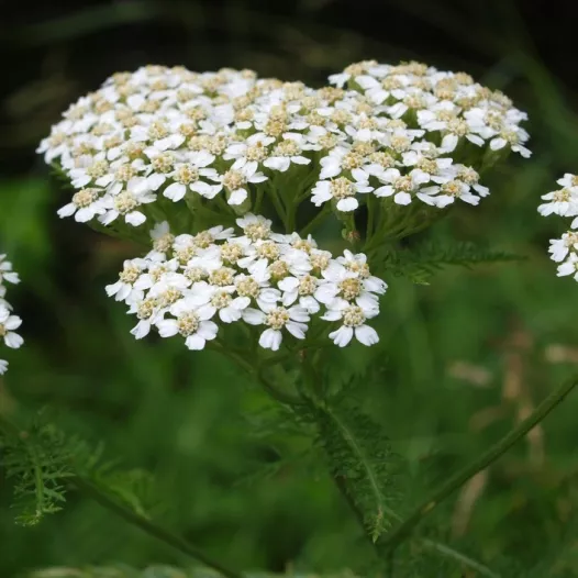 Graines bio d'Achillée millefeuille