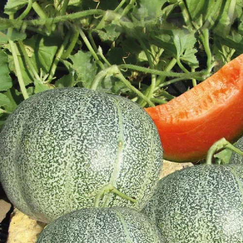 Une touche pratique au jardin：Melon Petit Gris De Rennes Bio. Le pot de 10,5 cm